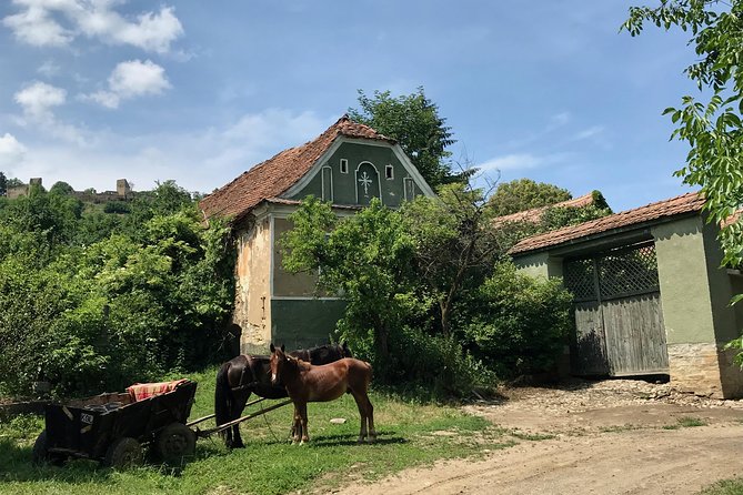 Bran and Rasnov Castles Tour from Brasov - What the guide adds to the visit