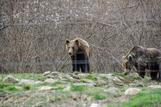 Bran Castle, Bear Sanctuary, and Rasnov Fortress Half Day Tour - What the price really includes