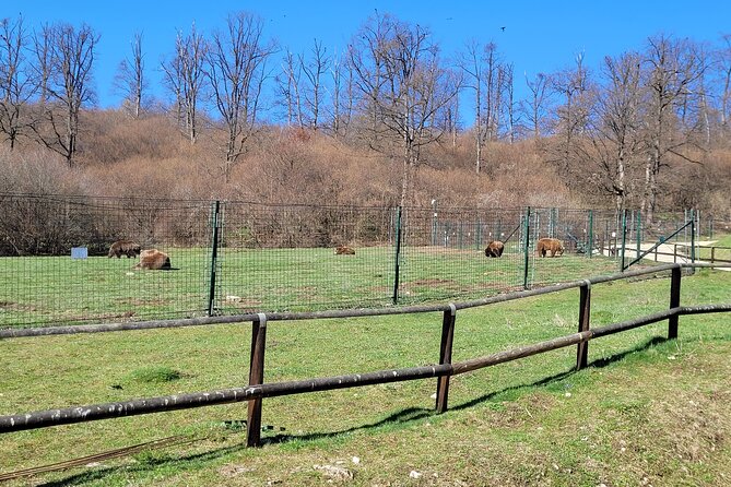 Bran Castle & Bear Sanctuary from Brasov - Optional Peles Castle - Bran Castle and the truth behind Dracula
