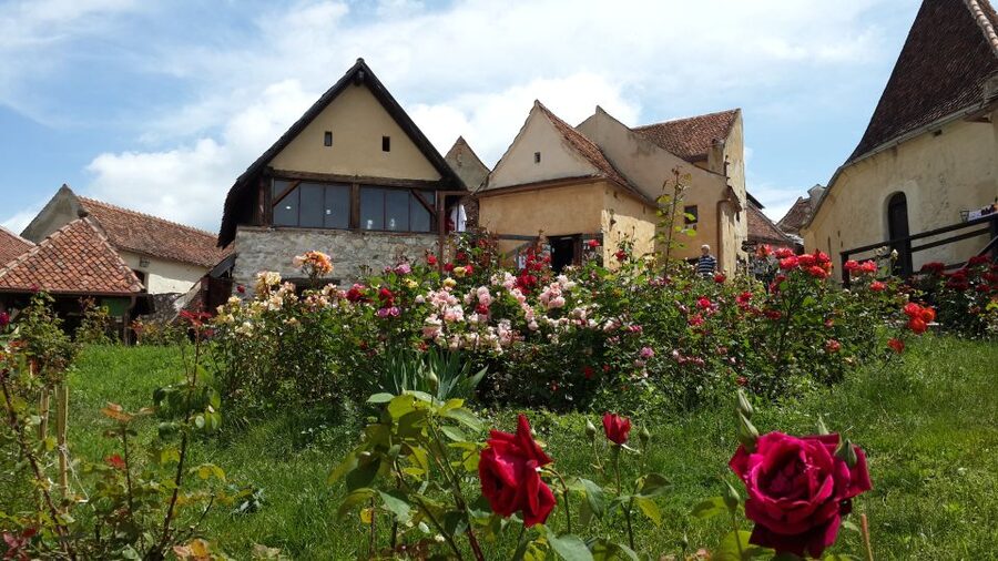 Brasov: Bear Sanctuary, Bran Castle & Rasnov Fortress Tour - Key points at a glance