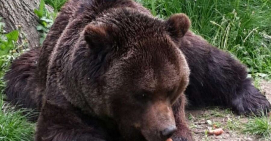 Brasov: Bear Sanctuary, Bran Castle & Rasnov Fortress Tour - Libearty Bear Sanctuary: the day’s most distinctive stop