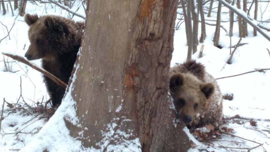 Brasov: Bear Sanctuary, Bran Castle & Rasnov Fortress Tour - The small-group format and guide quality