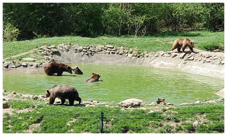 Brasov: Bear Sanctuary, Dracula Castle, and Râşnov Fortress - The day at a glance