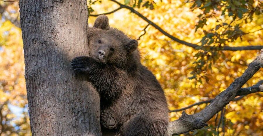 Brasov: Bear Sanctuary, Dracula Castle, and Râşnov Fortress - Bran Castle, Dracula’s famous address