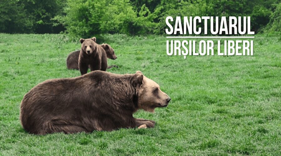 Brasov: Bear Sanctuary, Dracula Castle, and Râşnov Fortress - Is $47 a good value?