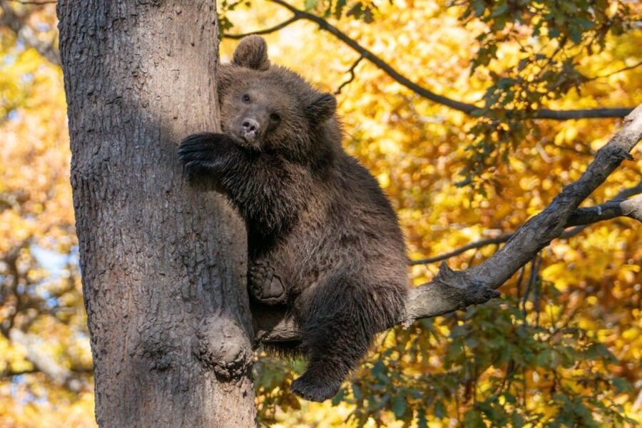 Brasov: Bear Sanctuary, Dracula Castle, and Râşnov Fortress - FAQ