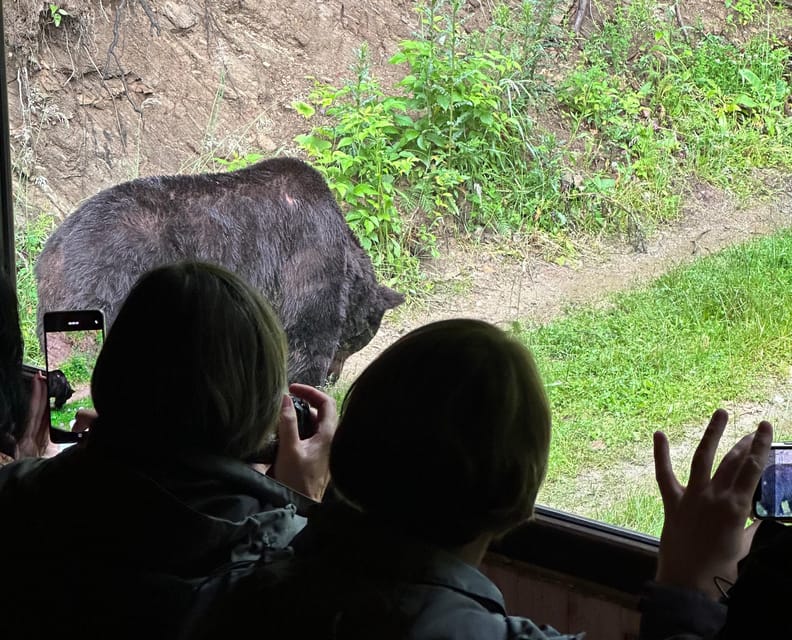 Brasov: Bear Watching in the Wild (From a Hideout) - Key points to know before you book