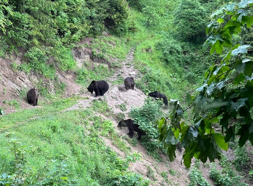 Brasov: Bear Watching in the Wild (From a Hideout) - Who will enjoy this three-hour outing?