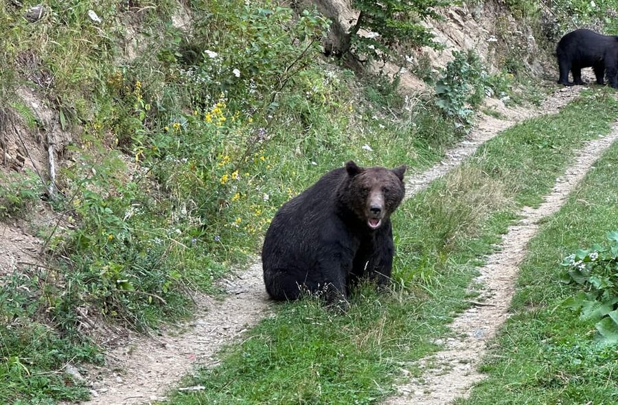 Brasov: Bear Watching in the Wild (From a Hideout) - A forest hideout without a hike