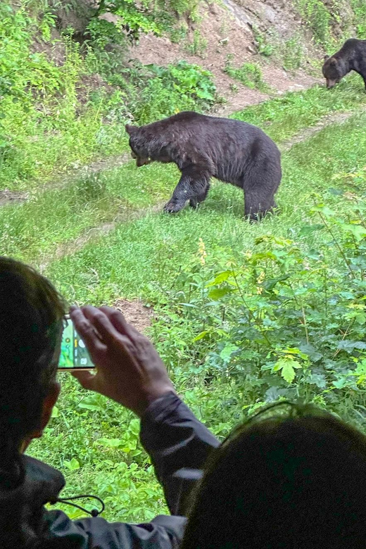 Brasov: Bear Watching in the Wild (From a Hideout) - Waiting for the bears to appear