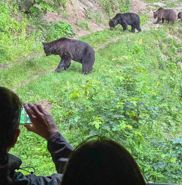 Brasov: Bear Watching in the Wild (From a Hideout) - Rain, daylight, and the best practical expectations