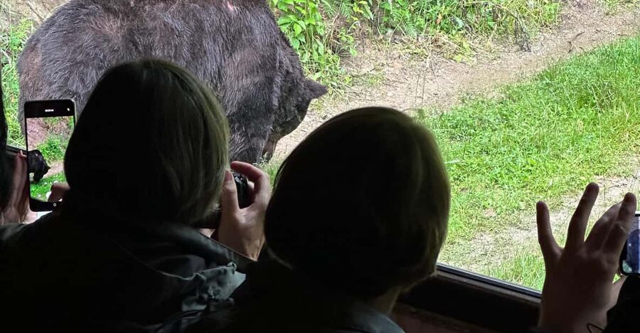 Brasov: Bear Watching in the Wild (From a Hideout) - Safety without the drama