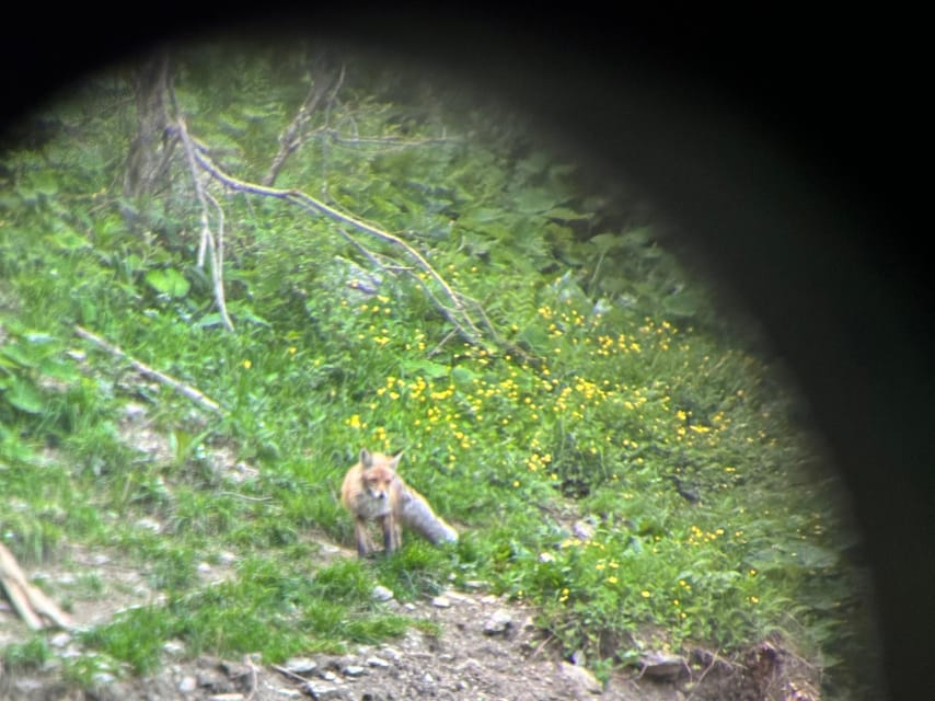 Brasov: Bear Watching in the Wild (From a Hideout) - Is $104 a fair price?