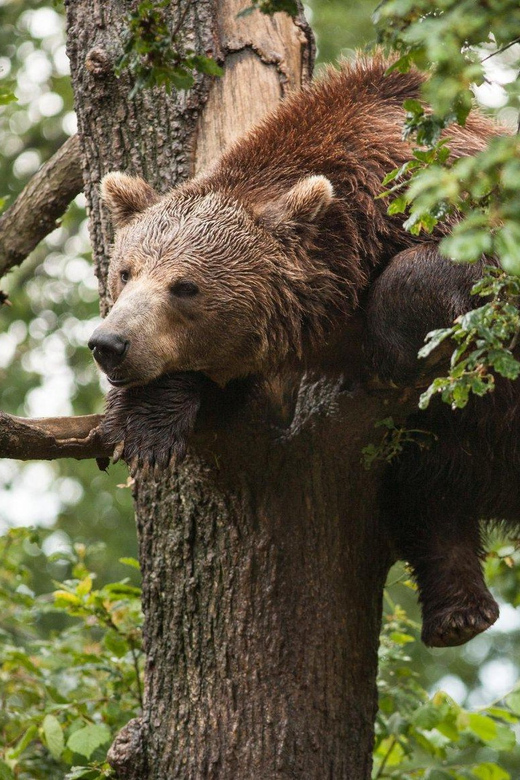 Brasov: Libearty Bear Sanctuary - Key Points at a Glance