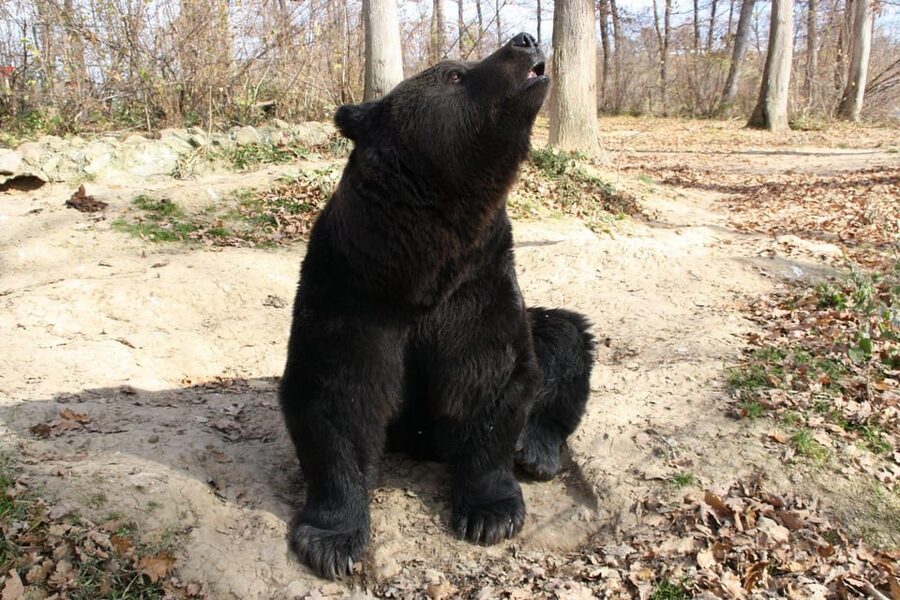 Brasov: Libearty Bear Sanctuary - Booking, Cancellation, and What to Bring