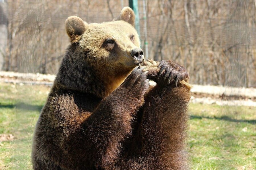 Brasov: Libearty Bear Sanctuary - What You Learn About the Rescued Bears