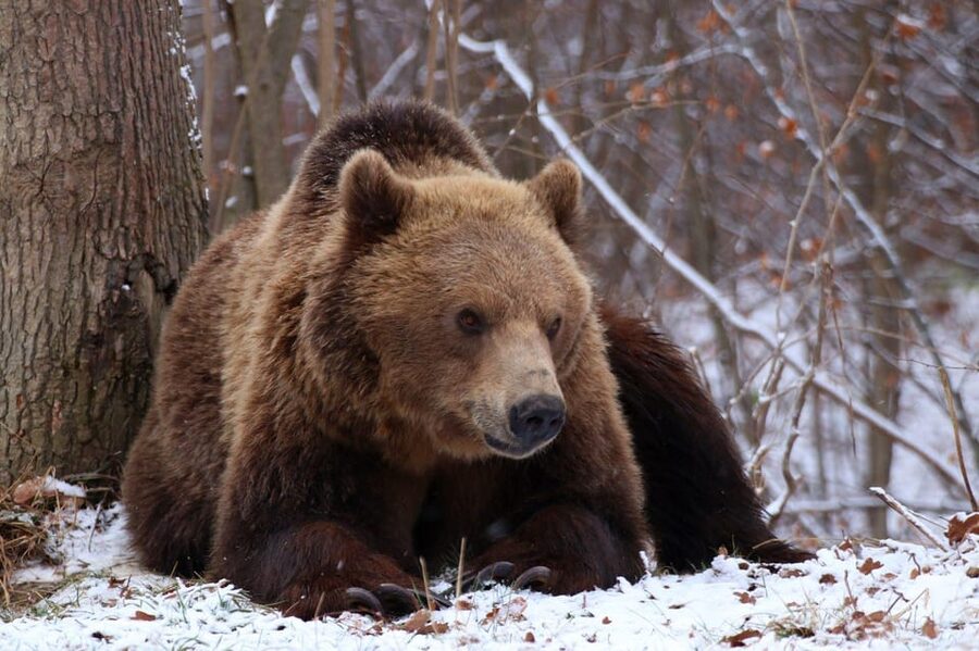 Brasov: Libearty Bear Sanctuary - Watching Bears Climb, Play, and Rest