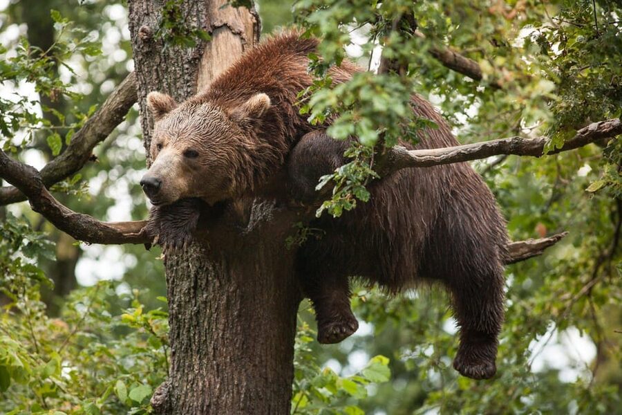 Brasov: Libearty Bear Sanctuary - The Price: $50 Plus the Sanctuary Ticket