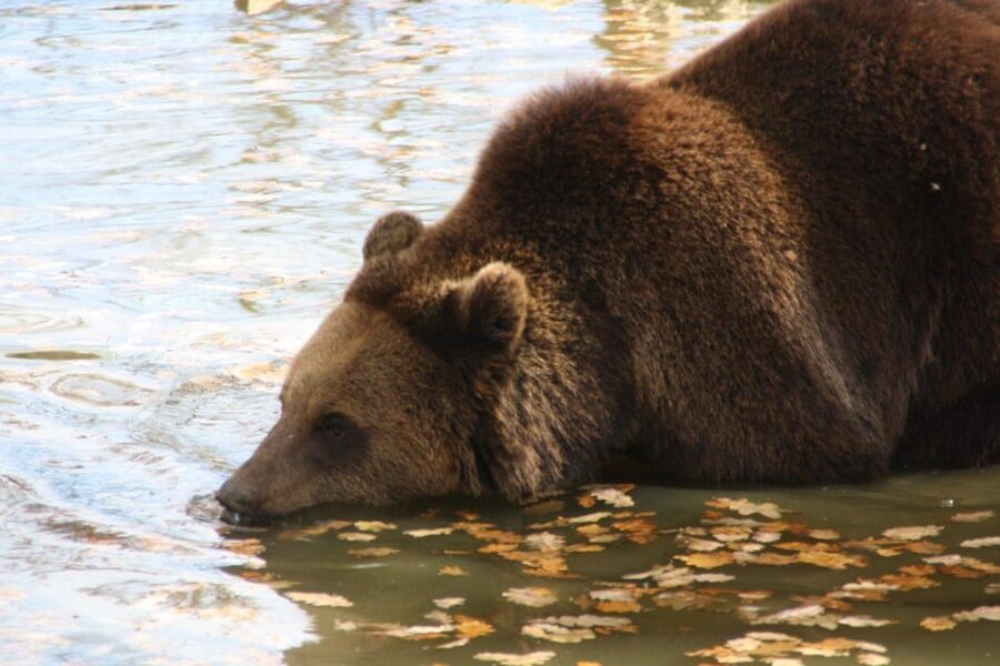 Brasov: Libearty Bear Sanctuary - Who Should Book This Half-Day Outing