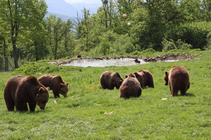 Brasov: Libearty Bear Sanctuary - Small-Group Comfort and One Timing Concern