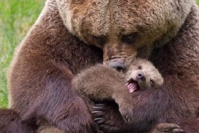 Brown Bear Sanctuary Tour from Brasov Entrance Ticket Guaranteed - Inside the 69-Hectare Bear Sanctuary