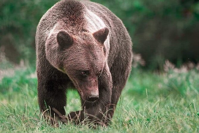 Brown Bear Sanctuary Tour from Brasov Entrance Ticket Guaranteed - Is $68.65 a Fair Price?