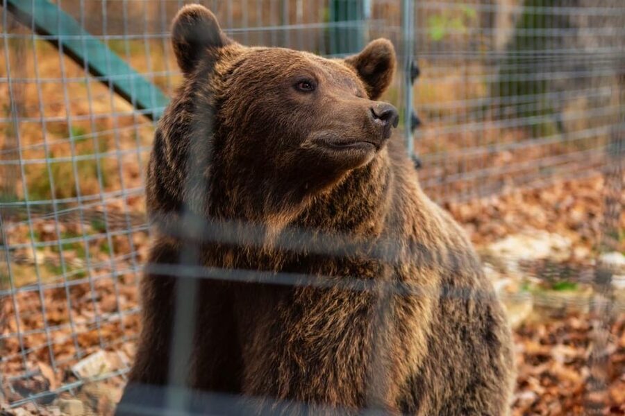Bucharest: Bran Castle and Bear Sanctuary Small-Group Tour - Lunch and the Small Details That Matter
