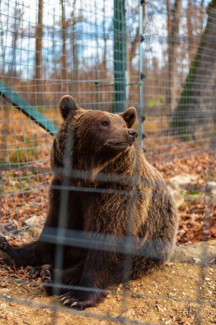 Bucharest: Bran Castle and Bear Sanctuary Small-Group Tour - What the Seven-Person Limit Really Gives You