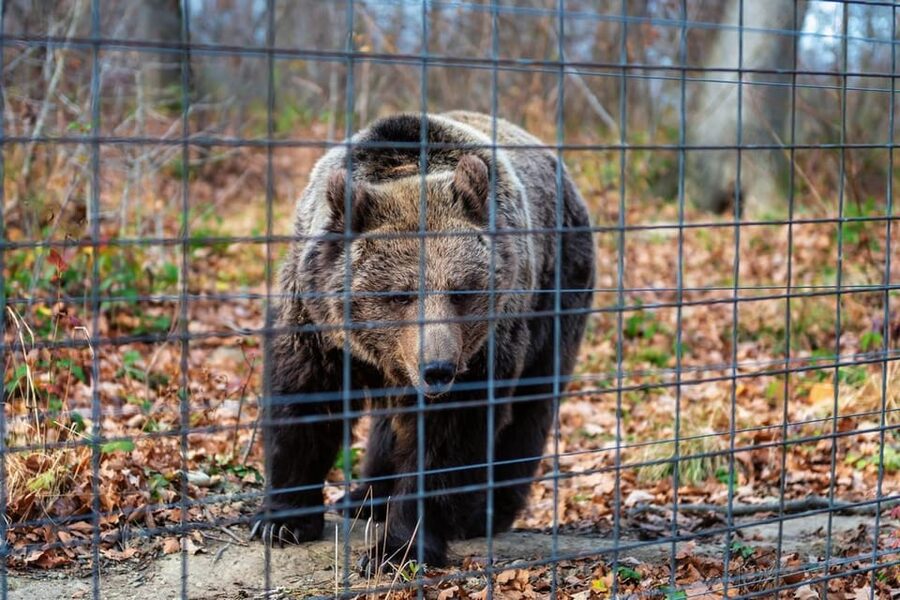 Bucharest: Bran Castle and Bear Sanctuary Small-Group Tour - Weather, Walking, and Seasonal Tradeoffs