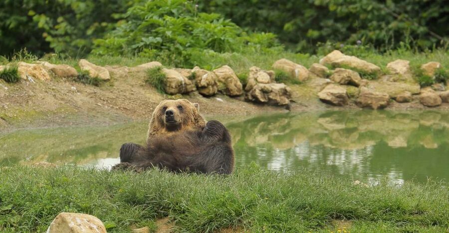 Bucharest: Day Trip to Bear Sanctuary, Bran Castle & Brasov - The road from Bucharest is part of the bargain