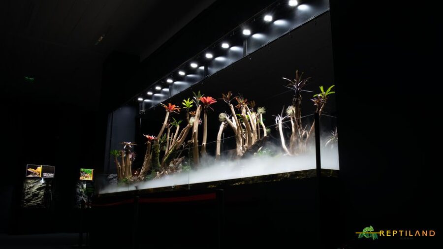 Bucharest: Reptiland Bucharest Entry Ticket - The first terrariums: a tropical forest in the city