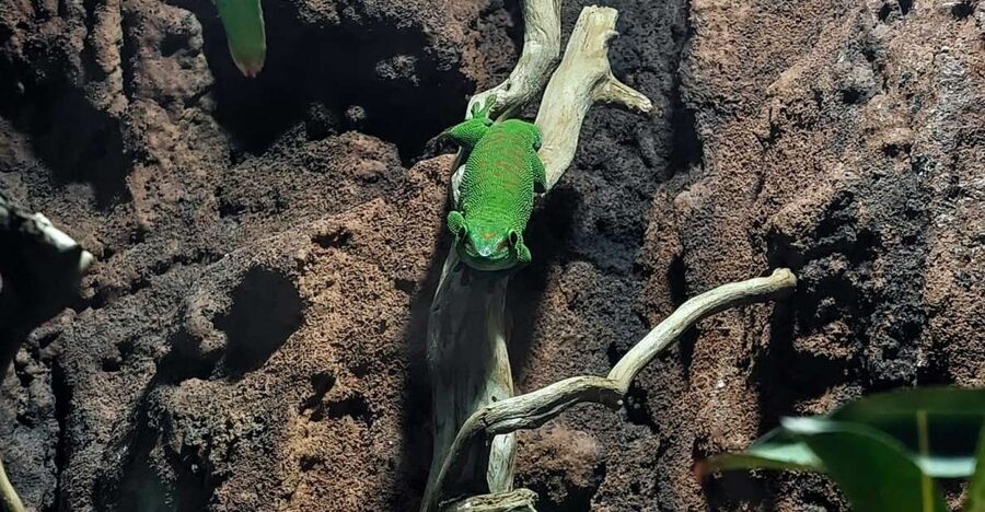 Bucharest: Reptiland Bucharest Entry Ticket - Why the ecosystem theme improves the visit