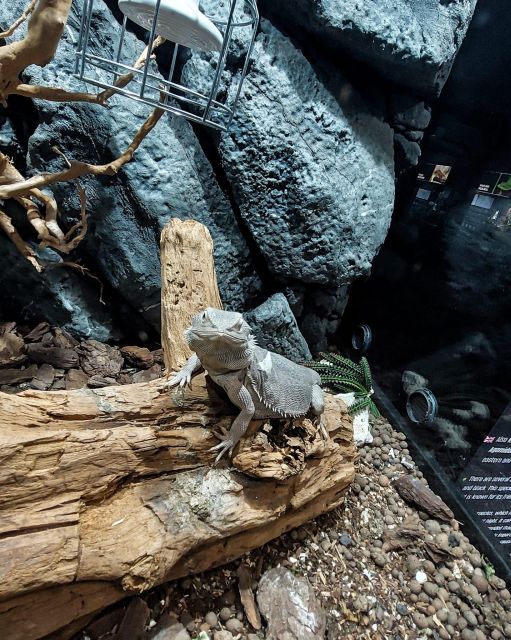 Bucharest: Reptiland Bucharest Entry Ticket - How long to stay and how to plan your visit