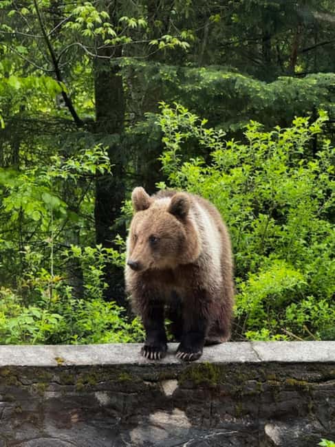 Bucharest: Top Gear Road Transfagarasan Day Trip - Curtea de Arges and the long road north