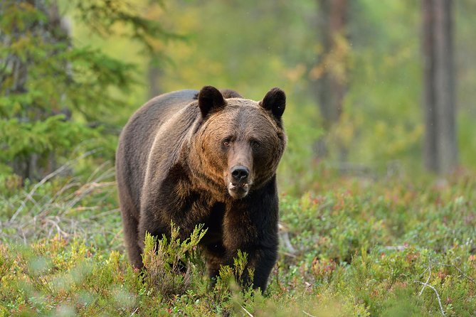 Carpathian Wilderness: A Wildlife Experience from Brașov - Key points to know before you go