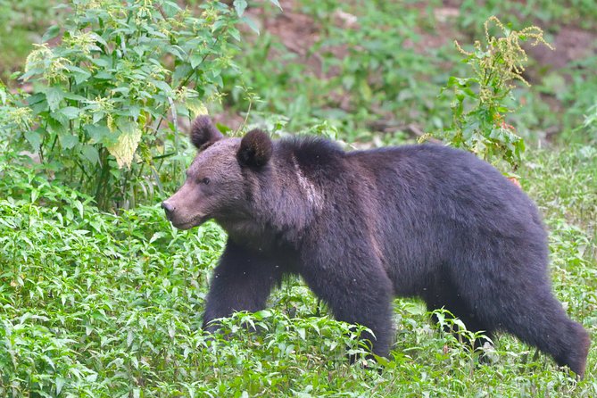 Carpathian Wilderness: A Wildlife Experience from Brașov - Why this Brașov bear watch is worth considering