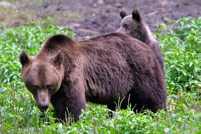 Carpathian Wilderness: A Wildlife Experience from Brașov - What waiting for bears is really like