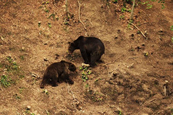 Carpathian Wilderness: A Wildlife Experience from Brașov - The hide, viewing conditions, and photography