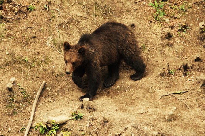 Carpathian Wilderness: A Wildlife Experience from Brașov - The guides and the value of local expertise