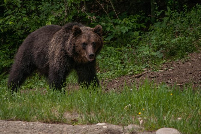 Carpathian Wilderness: A Wildlife Experience from Brașov - Who should book this evening in the Carpathians?
