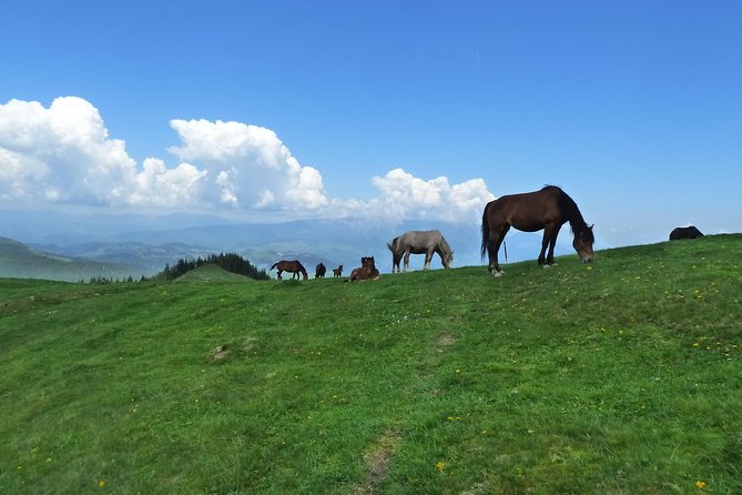 Carpathians in Romania: Bucegi Natural Park with native Spanish guide. - Price, inclusions, and practical value