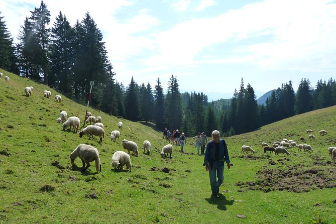 Carpathians in Romania: Piatra Craiului National Park with native Spanish guide. - What Nacho adds to a mountain day