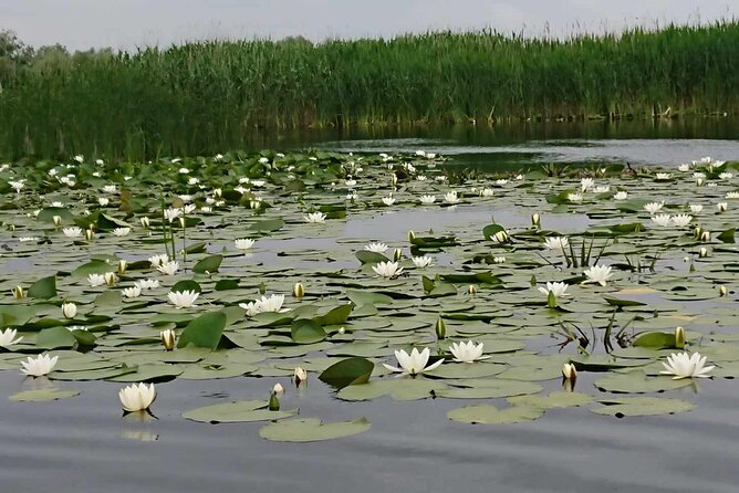 Daily Tours in the Danube Delta - Camely Cruise - Wildlife without the rush