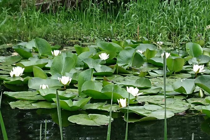 Daily Tours in the Danube Delta - Camely Cruise - Family comfort on the water