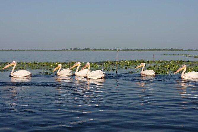 Daily Tours in the Danube Delta - Camely Cruise - Weather, timing, and the practical details