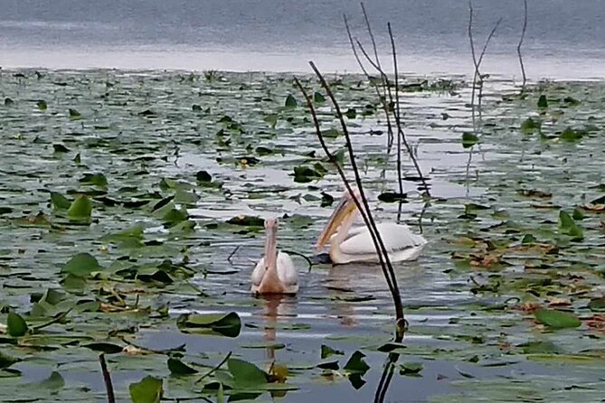 Daily Tours in the Danube Delta - Camely Cruise - Who will enjoy this cruise most