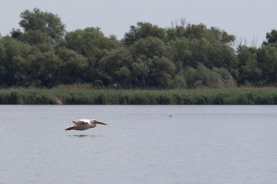 Danube Delta - 2-Day Tour from Bucharest - My verdict on the Danube Delta from Bucharest