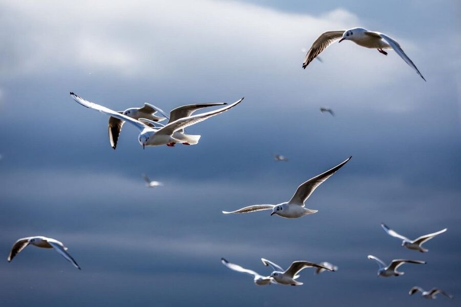 Danube Delta - 2-Day Tour from Bucharest - Tulcea, the seven-hill port city