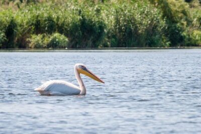 Danube Delta – 2-Day Tour from Bucharest
