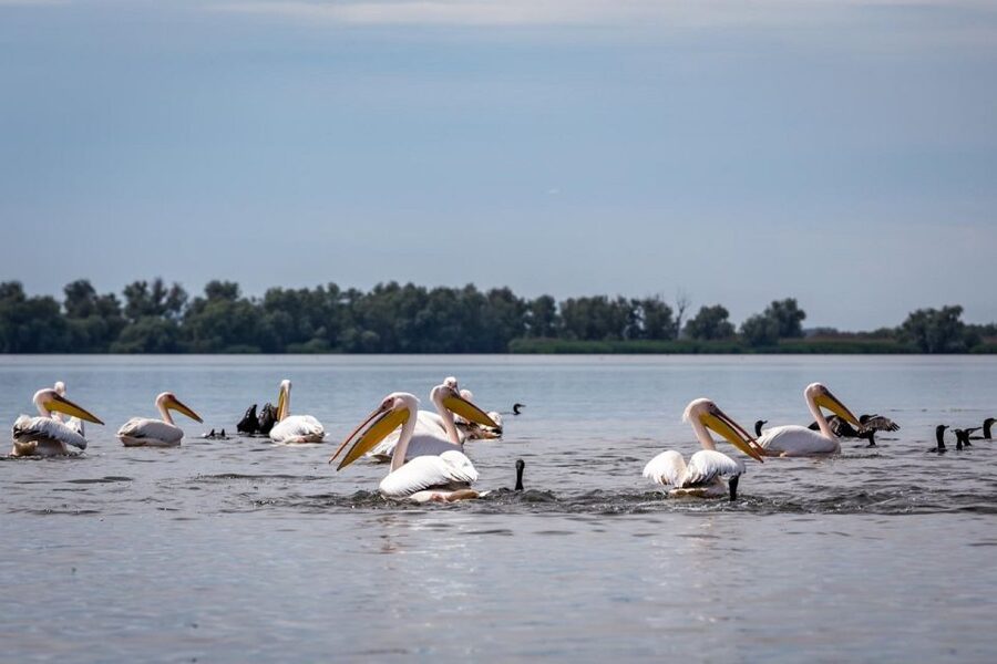 Danube Delta - 2-Day Tour from Bucharest - Day 2: More water, then the return to Bucharest